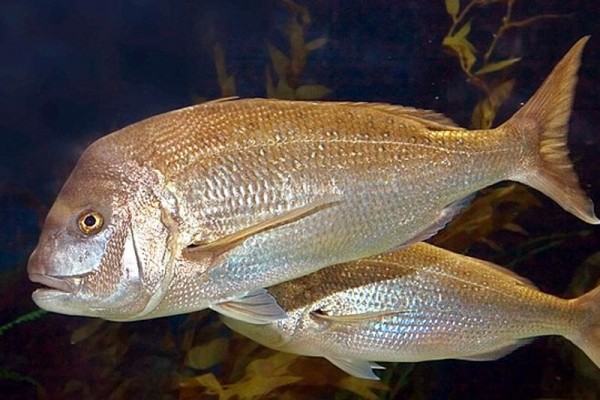 Silver snapper